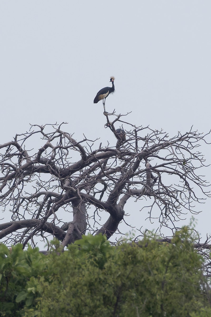 Black Crowned-Crane - ML646403282