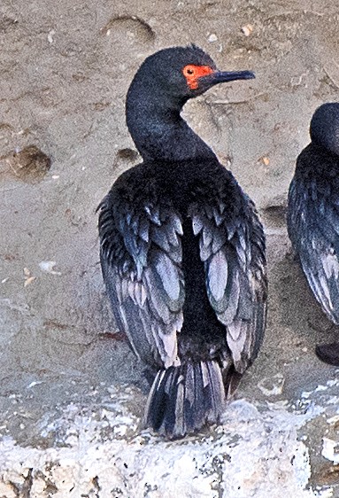 Magellanic Cormorant - ML646403283