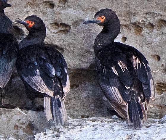 Magellanic Cormorant - ML646403284