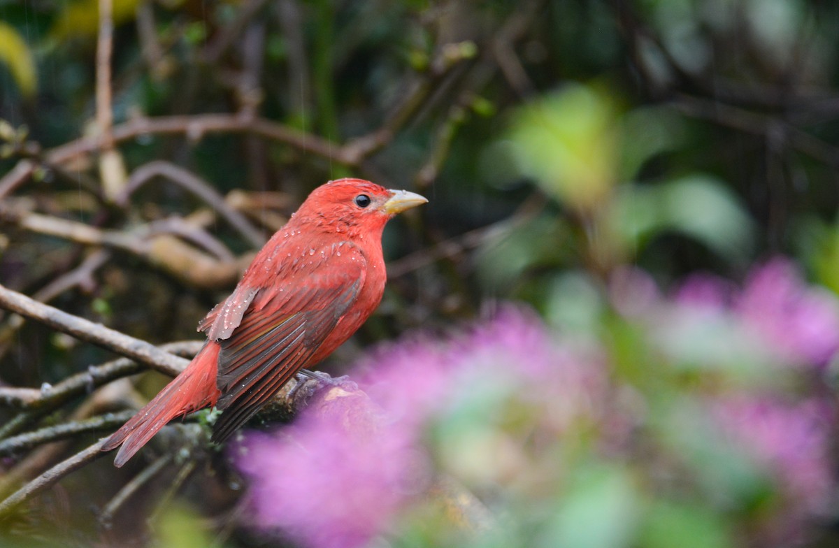 Summer Tanager - ML646403286