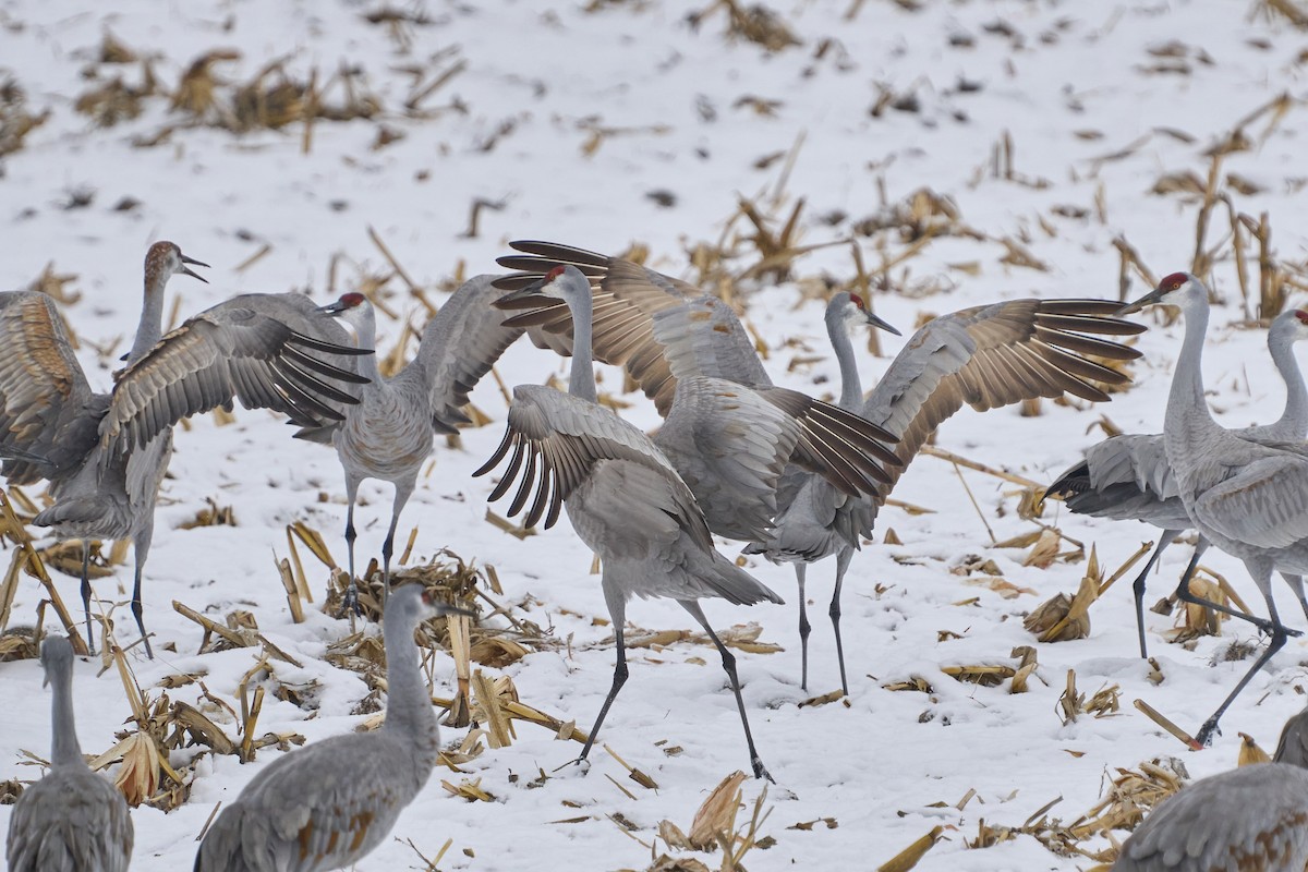 Sandhill Crane - ML646403287