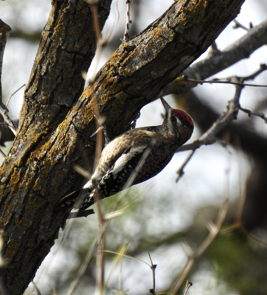 Yellow-bellied Sapsucker - ML646403291