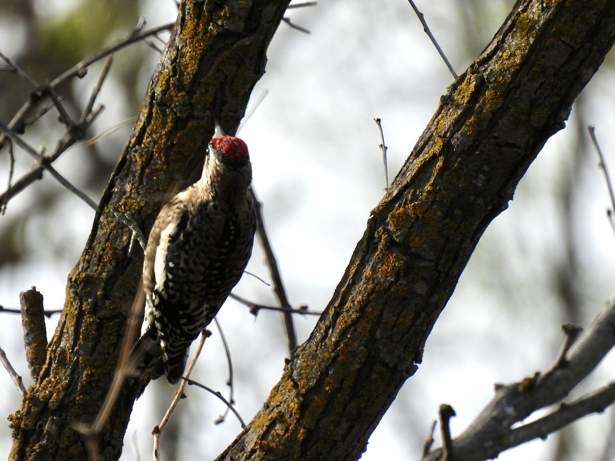 Yellow-bellied Sapsucker - ML646403292