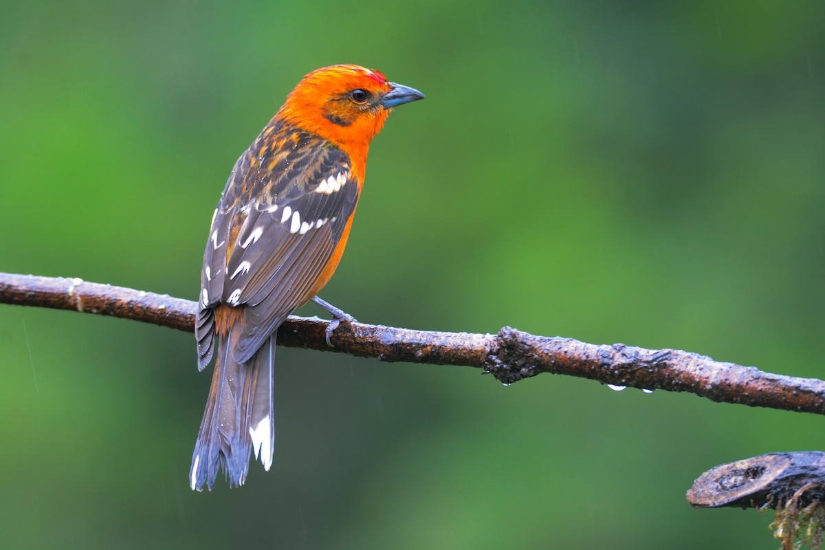 Flame-colored Tanager - ML646403294