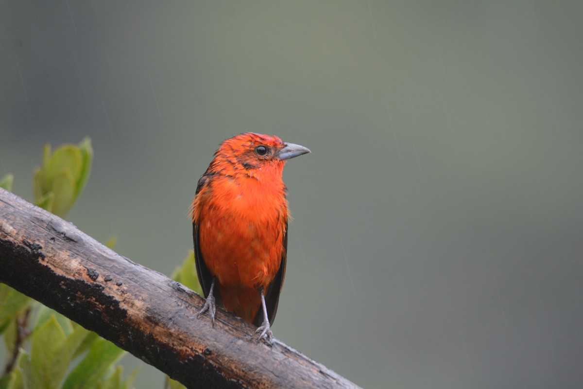 Flame-colored Tanager - ML646403295