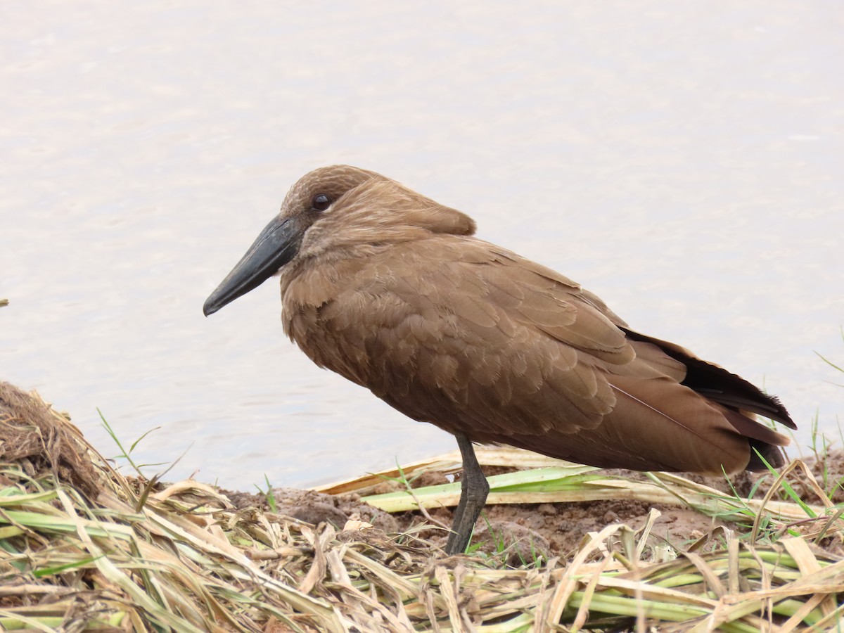 kladivouš africký - ML646403297