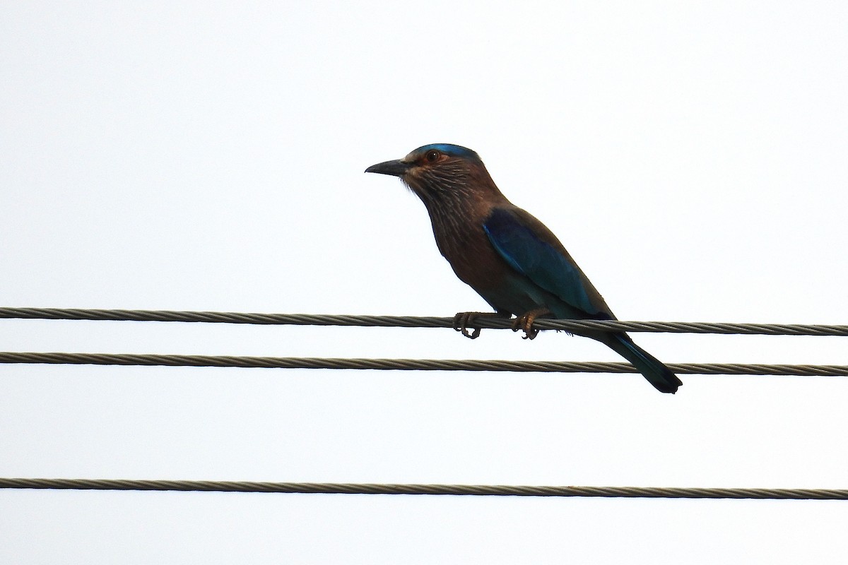 Indian Roller - ML646403299