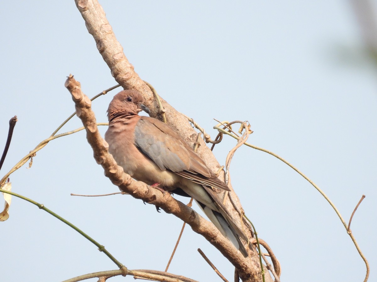 Laughing Dove - ML646403300