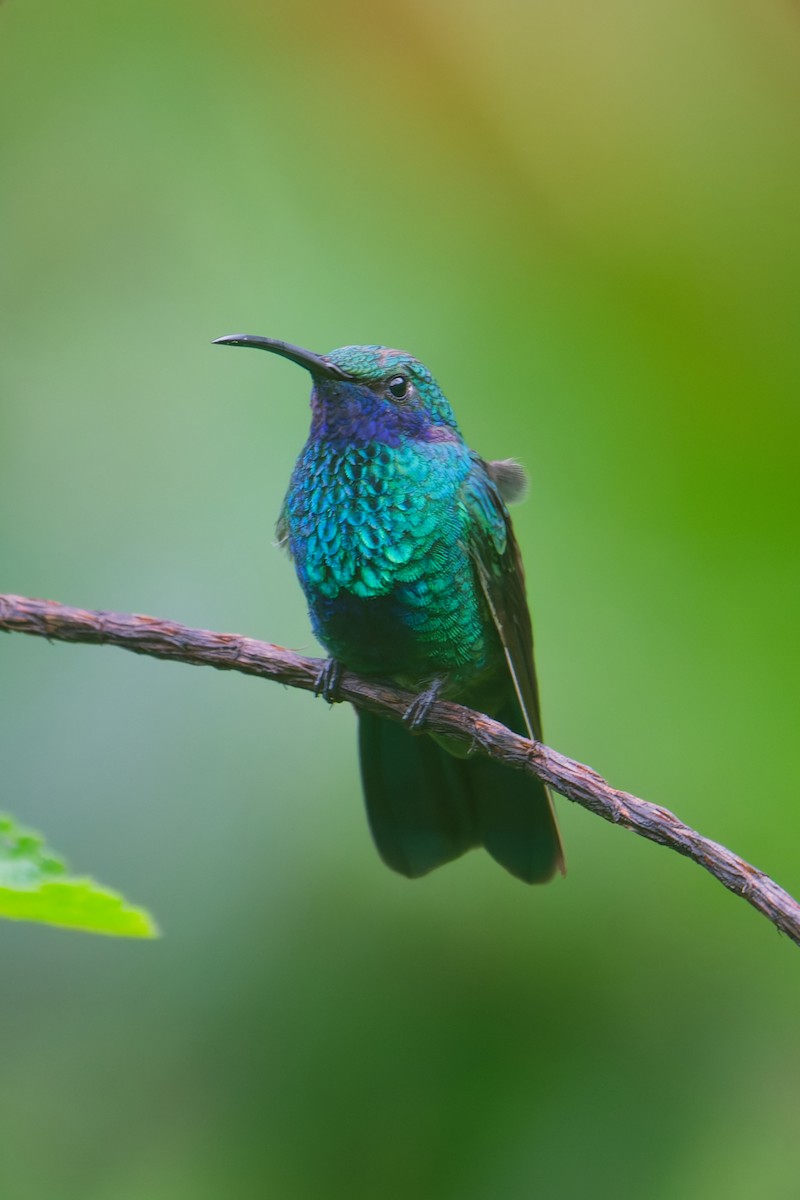 fiolørekolibri - ML646403301