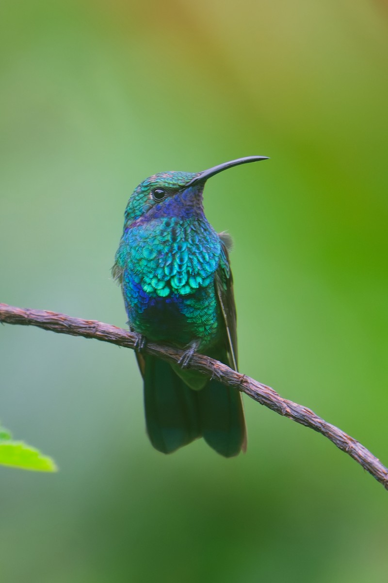 fiolørekolibri - ML646403302