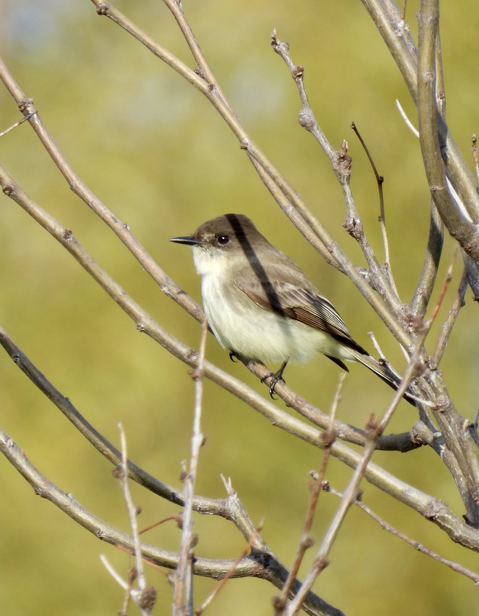 Eastern Phoebe - ML646403303