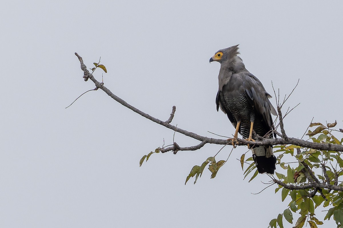African Harrier-Hawk - ML646403307
