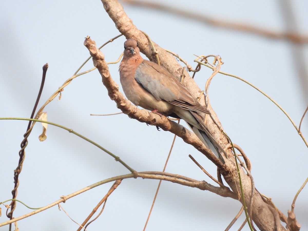 Laughing Dove - ML646403313