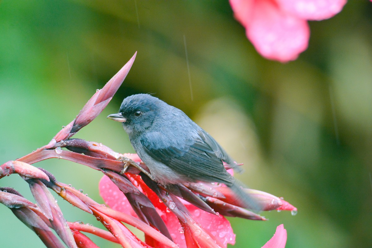 Slaty Flowerpiercer - ML646403314