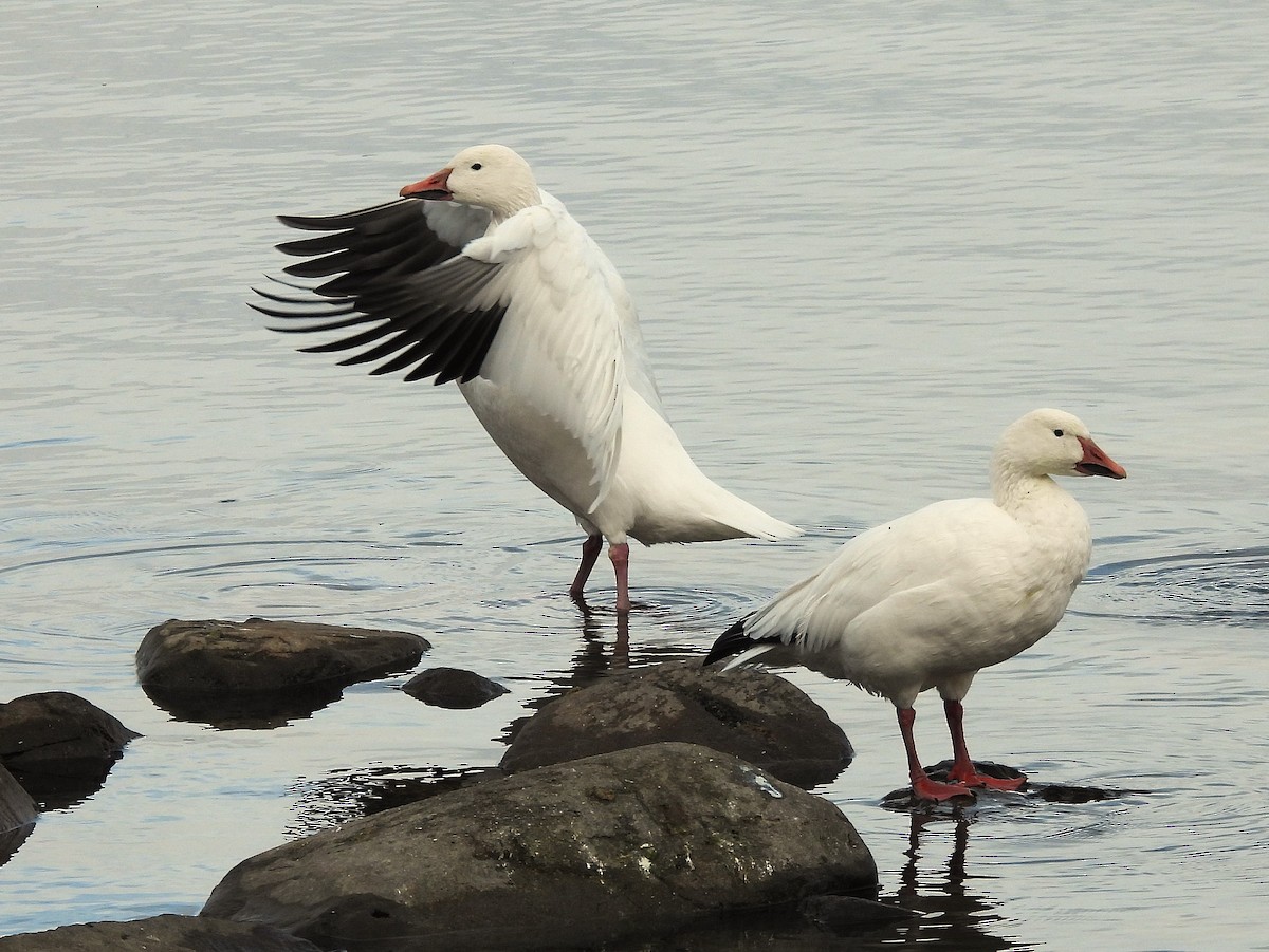 Snow Goose - ML646403316
