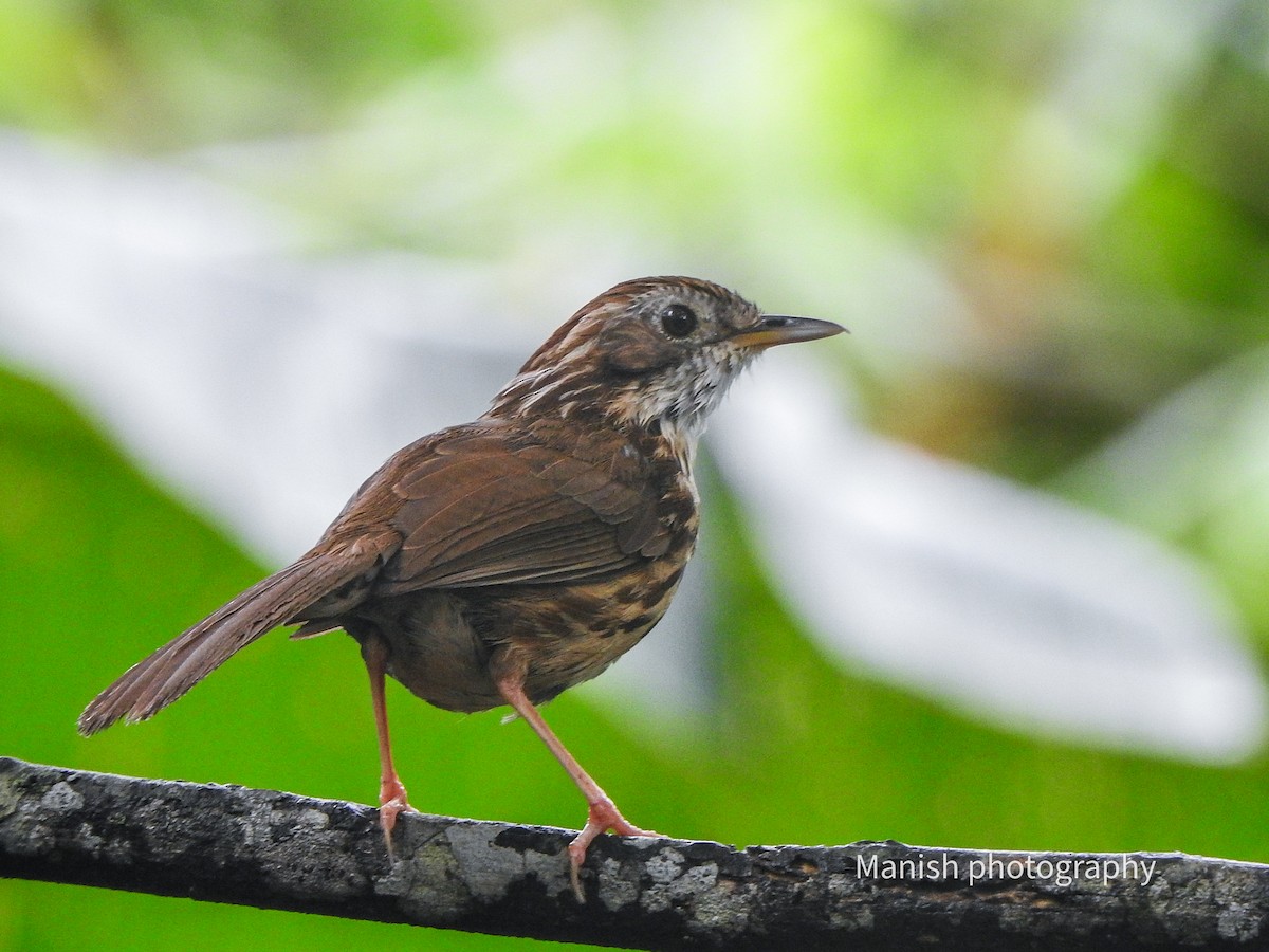 Akalat à poitrine tachetée - ML646403317