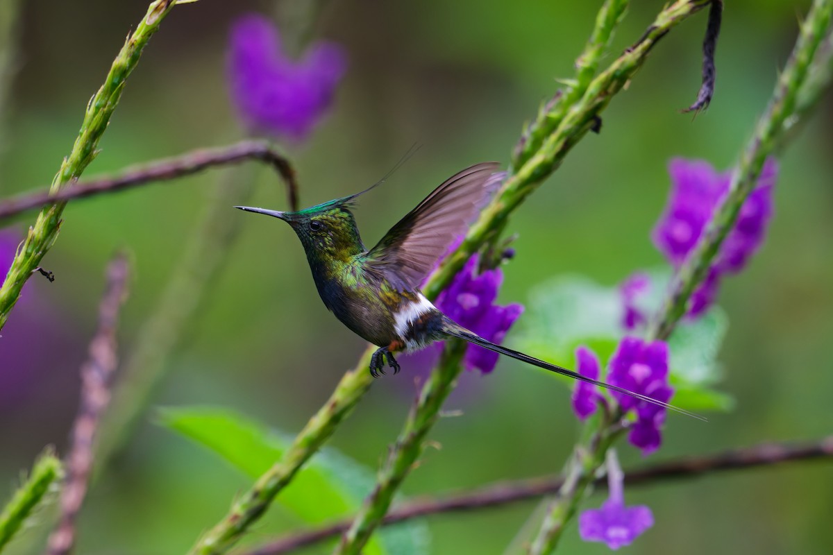 Wire-crested Thorntail - ML646403320