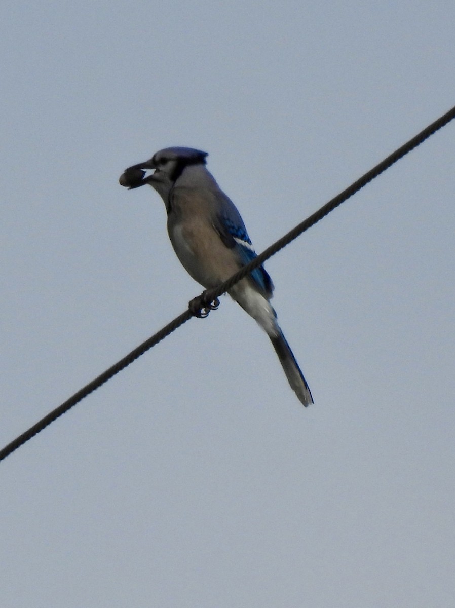 Blue Jay - ML646403323