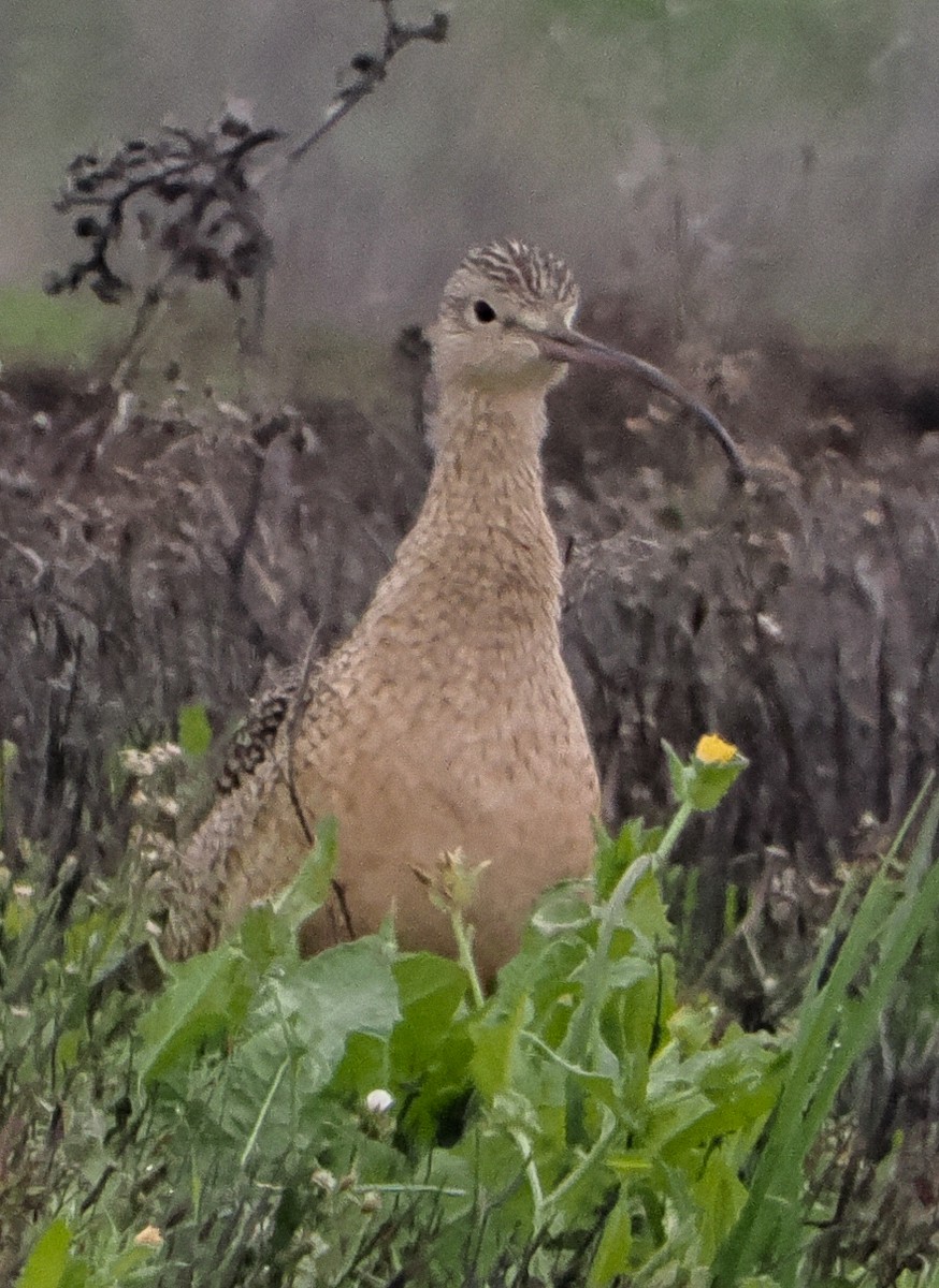 Long-billed Curlew - ML646403326