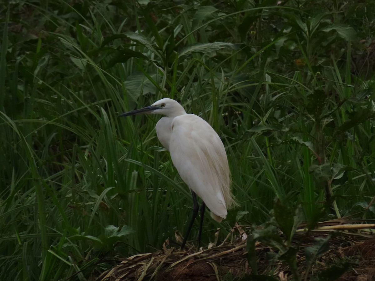 volavka stříbřitá - ML646403327