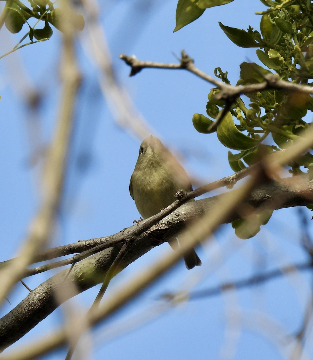 Ruby-crowned Kinglet - ML646403329