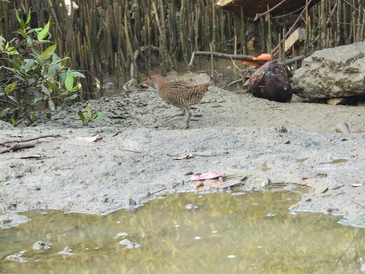 Slaty-breasted Rail - ML646403330