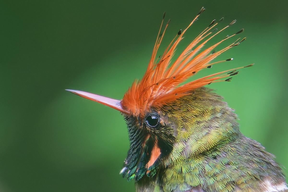 チャカザリハチドリ - ML646403338