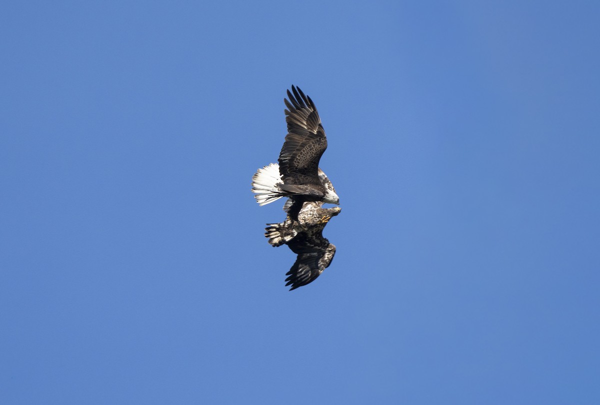 Ak Başlı Kartal - ML646403339