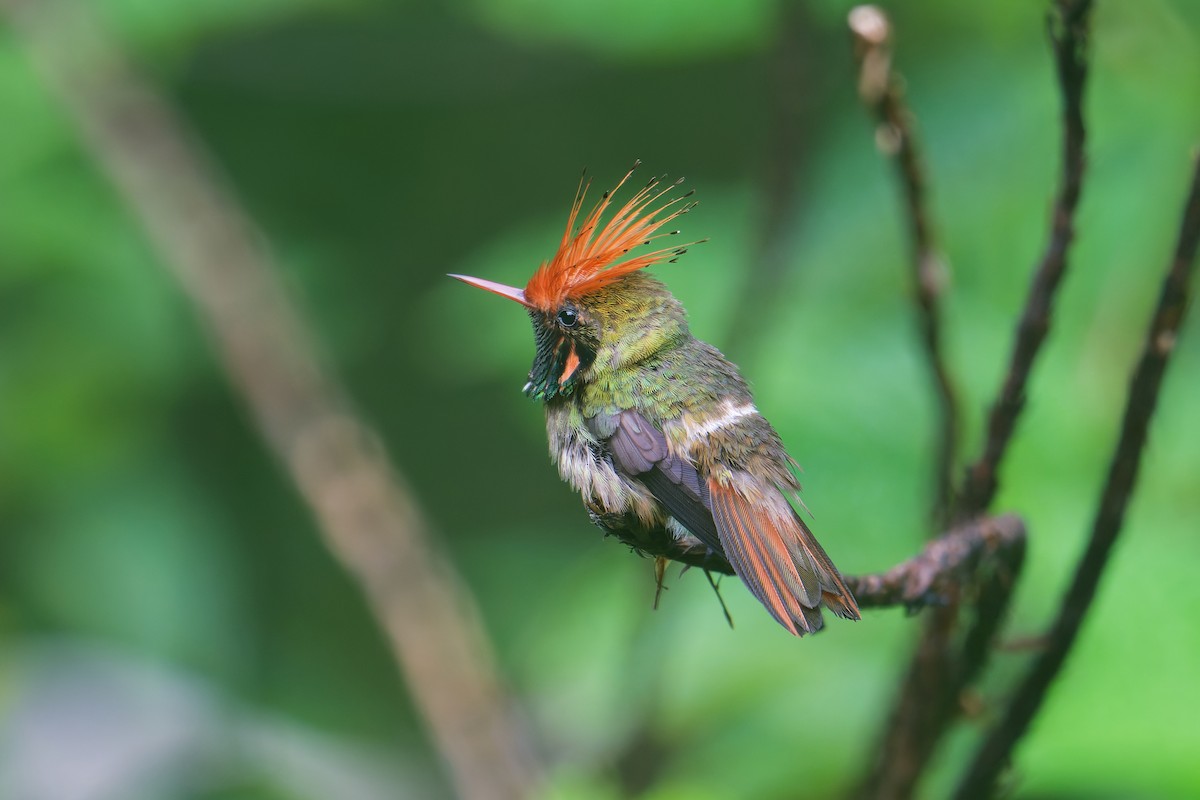 チャカザリハチドリ - ML646403340