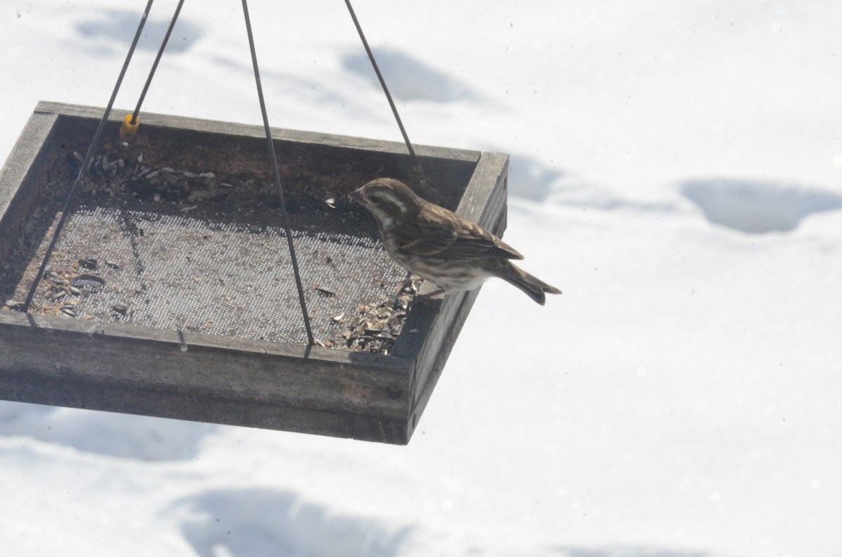 Amerika Çütresi - ML646403341