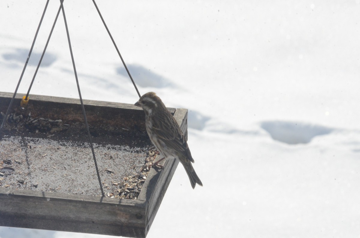 Amerika Çütresi - ML646403342