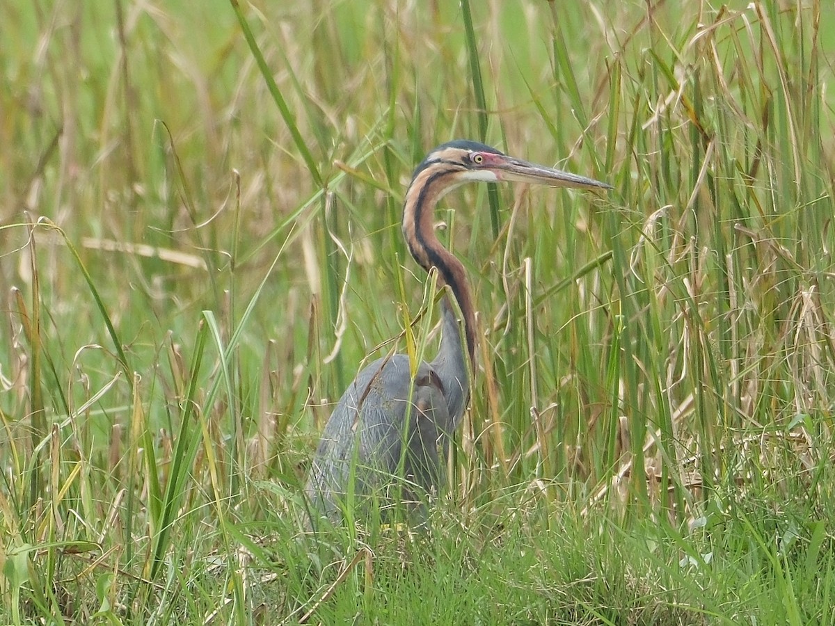 Purple Heron - ML646403343