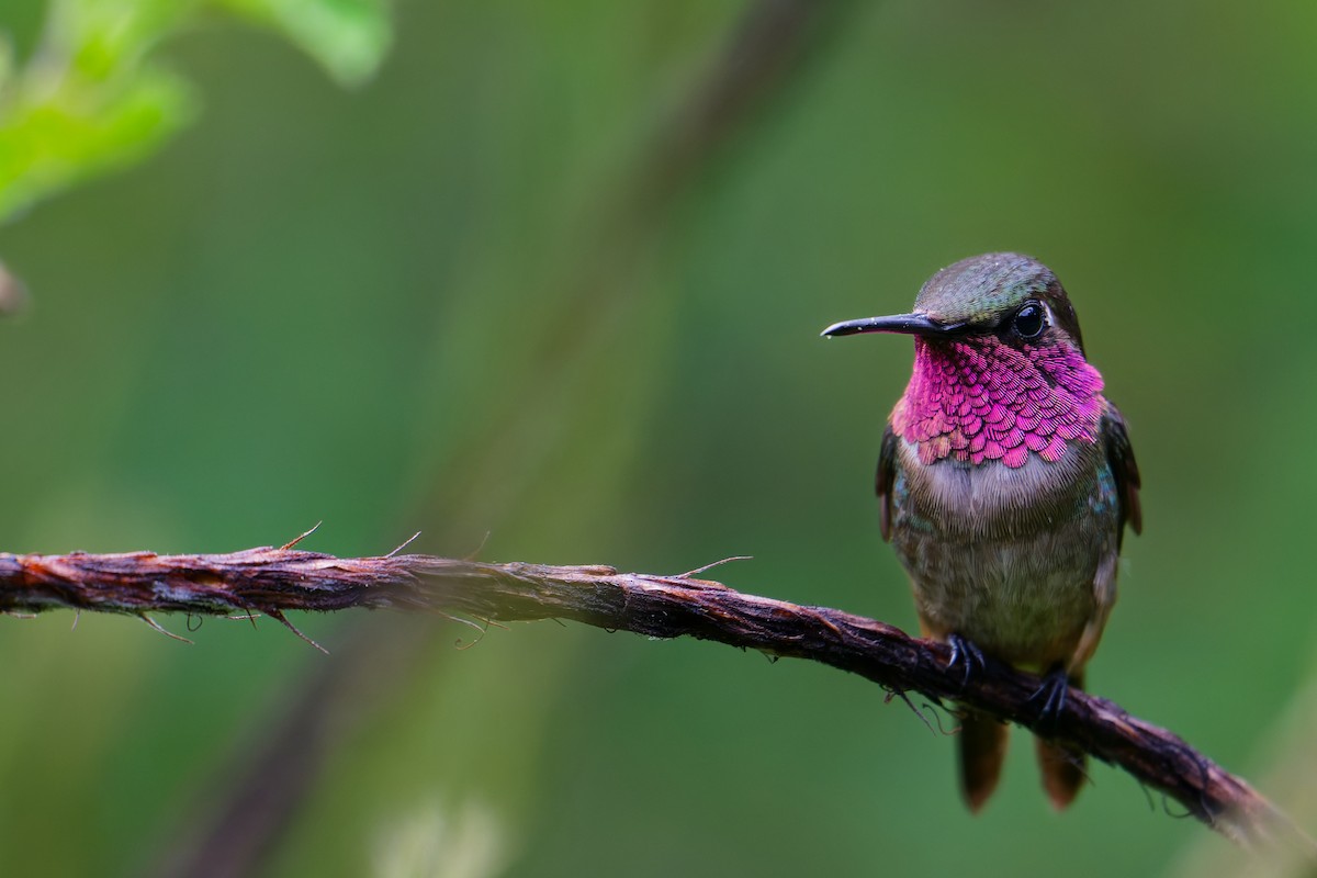 Amethyst Woodstar - ML646403344