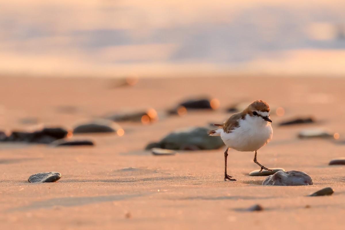 Red-capped Plover - ML646403345