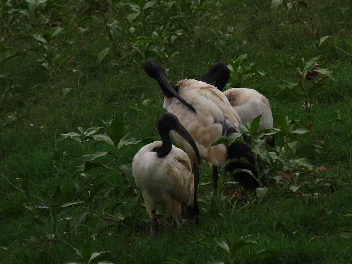 ibis posvátný - ML646403346