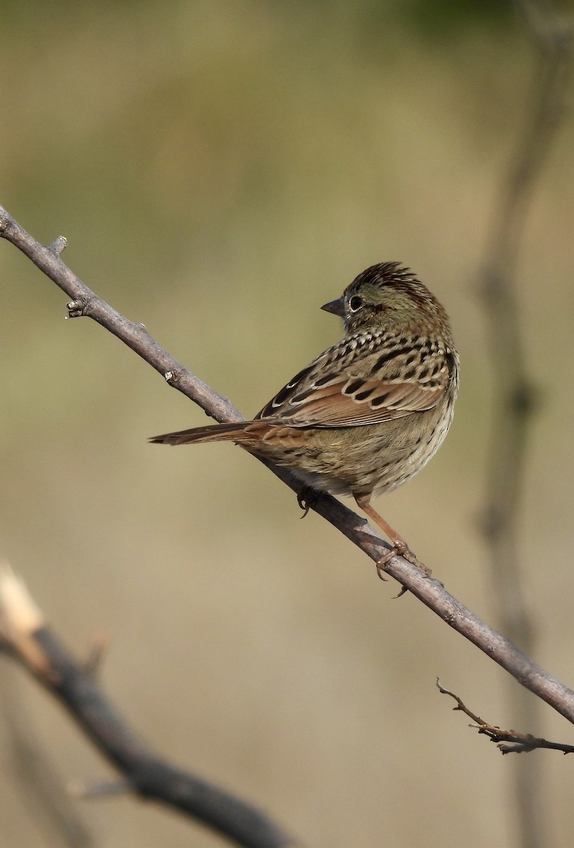 Lincoln's Sparrow - ML646403348