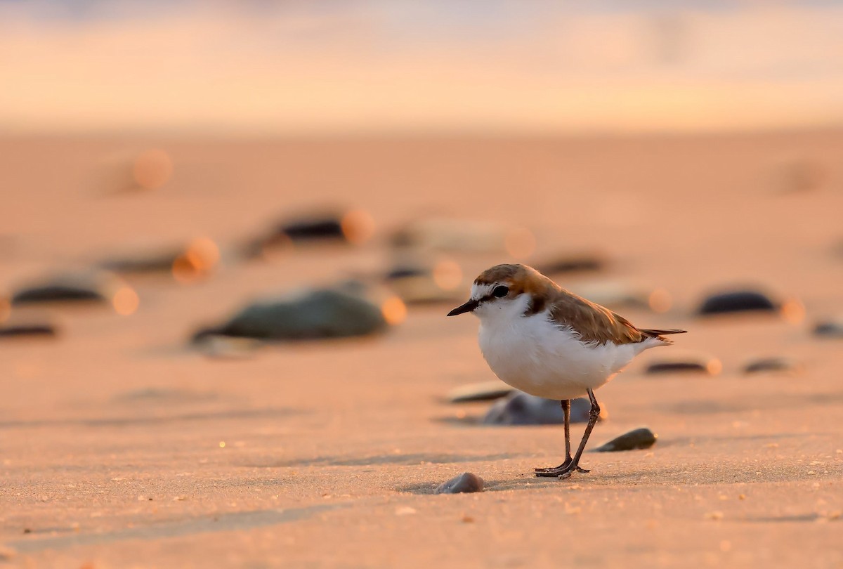 Red-capped Plover - ML646403350