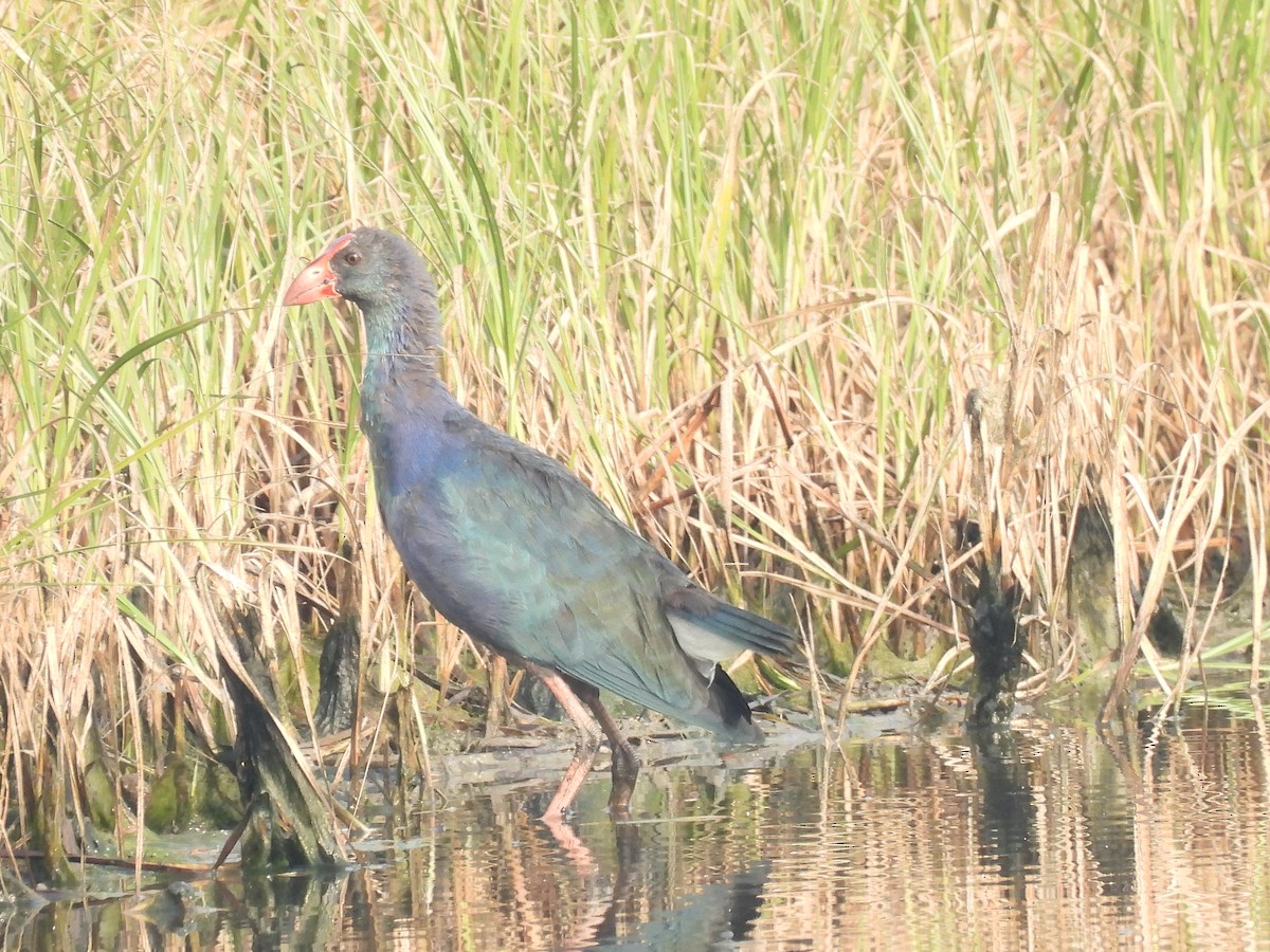 Uroilo urdin burugrisa - ML646403351