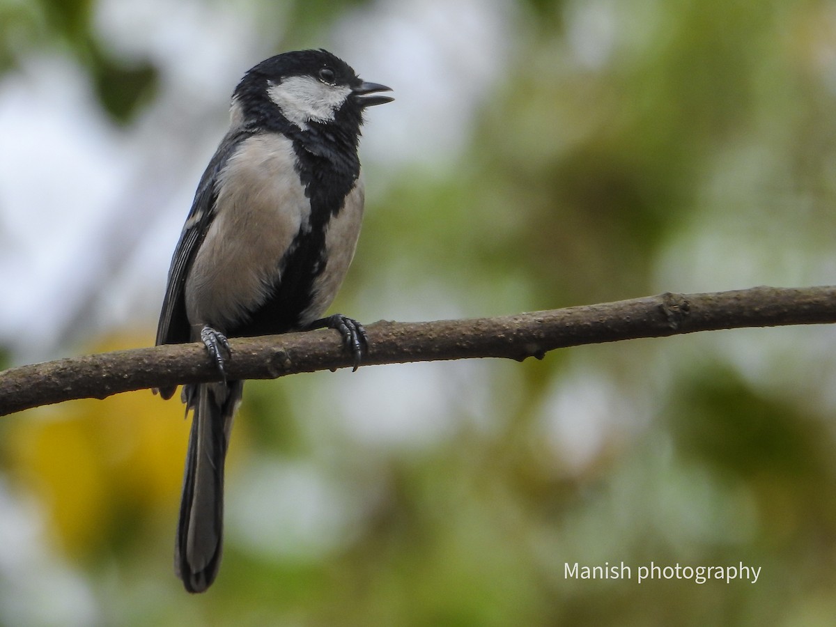 Mésange d'Asie (groupe cinereus) - ML646403353