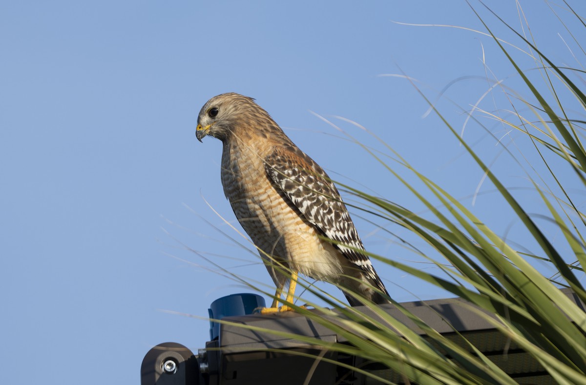 Kızıl Omuzlu Şahin - ML646403354