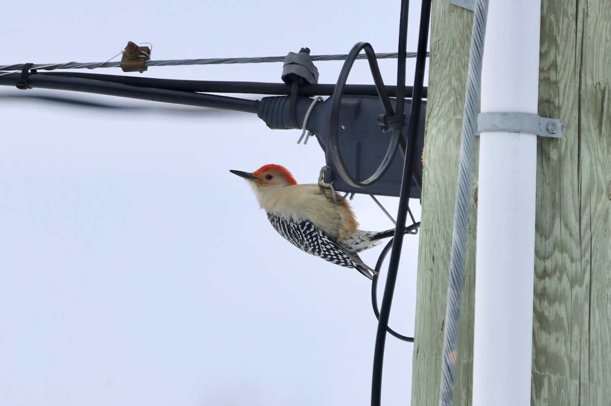 Red-bellied Woodpecker - ML646403355