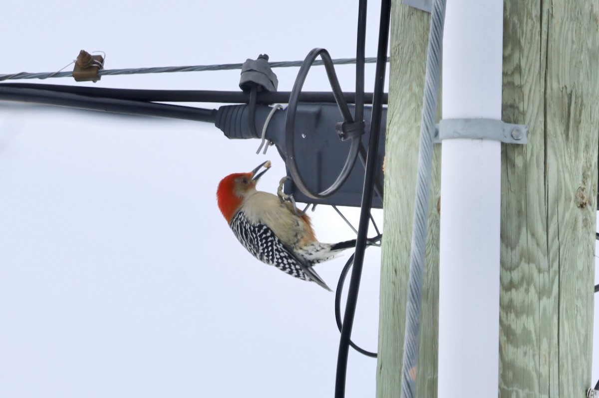 Red-bellied Woodpecker - ML646403356
