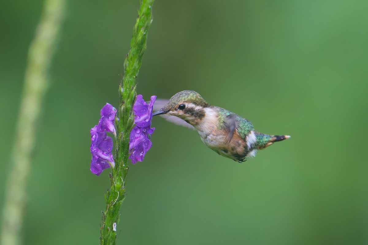 Little Woodstar - ML646403358