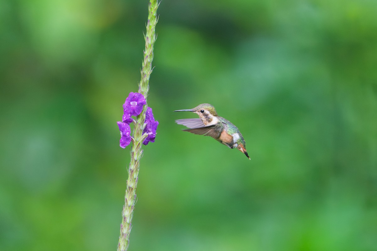 Little Woodstar - ML646403359