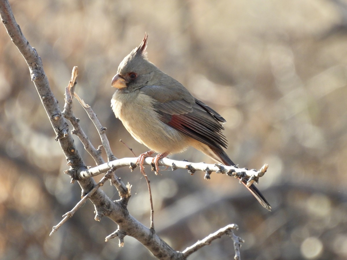Pyrrhuloxia - ML646403363