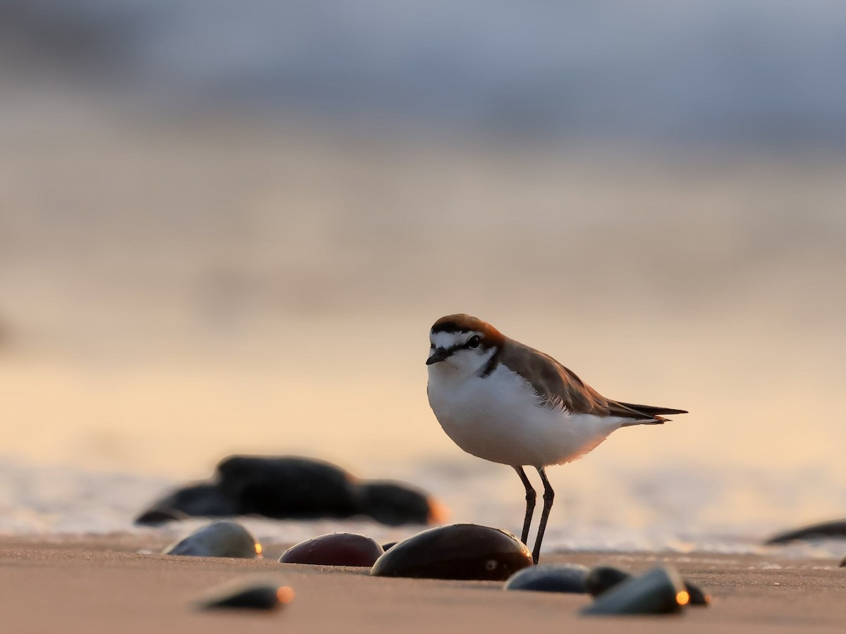 Red-capped Plover - ML646403365