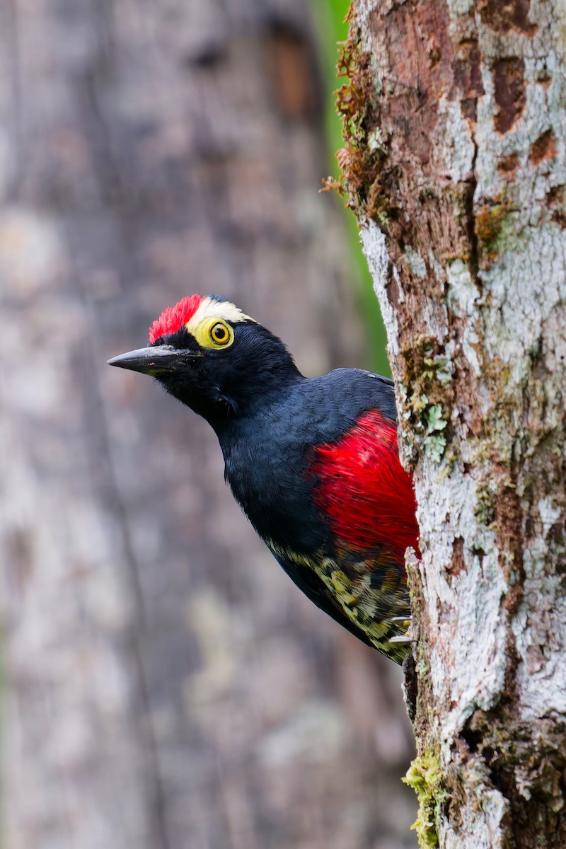 Yellow-tufted Woodpecker - ML646403366