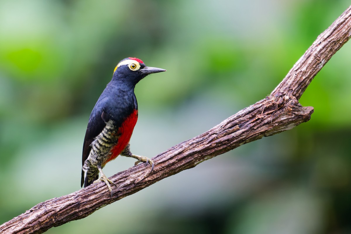 Yellow-tufted Woodpecker - ML646403367