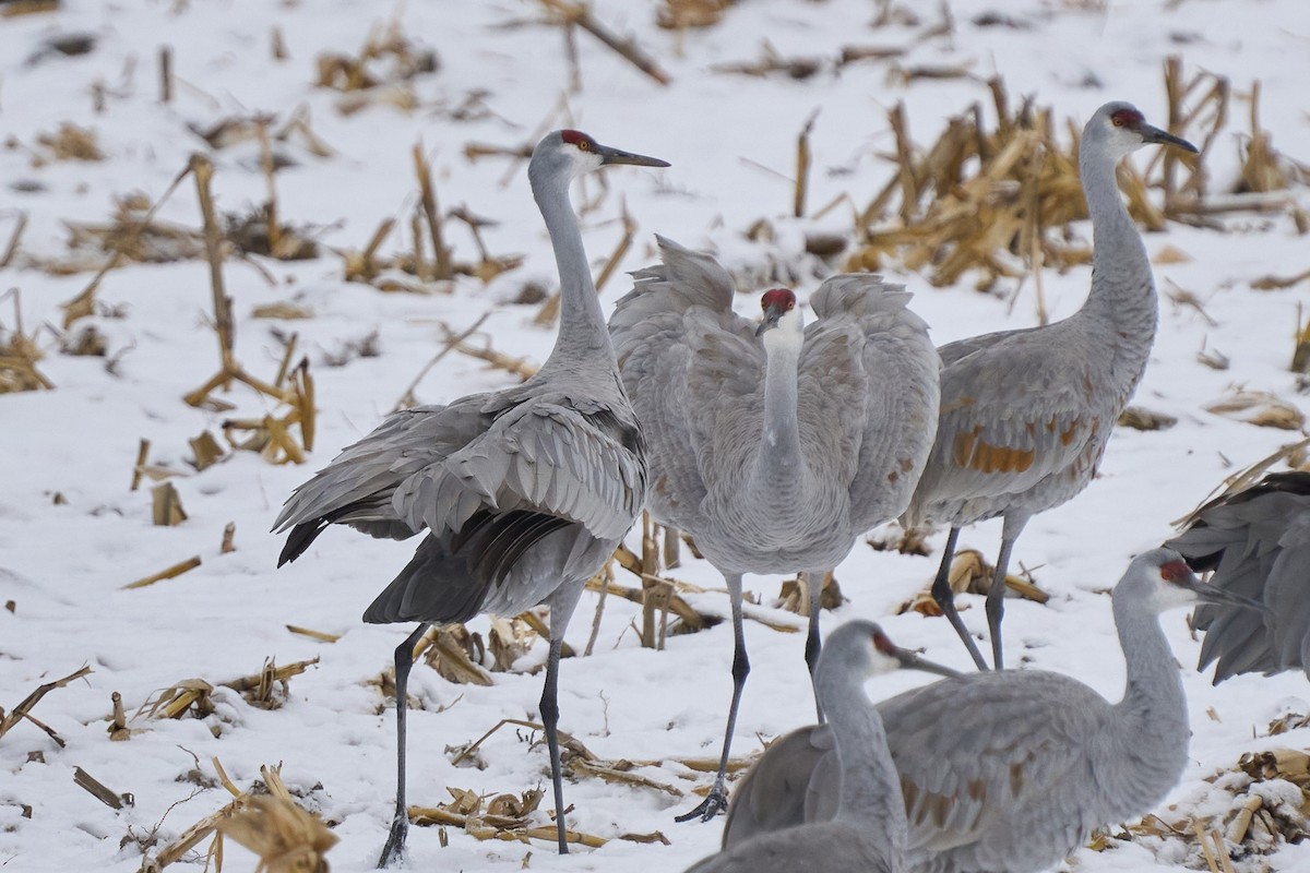 Sandhill Crane - ML646403368