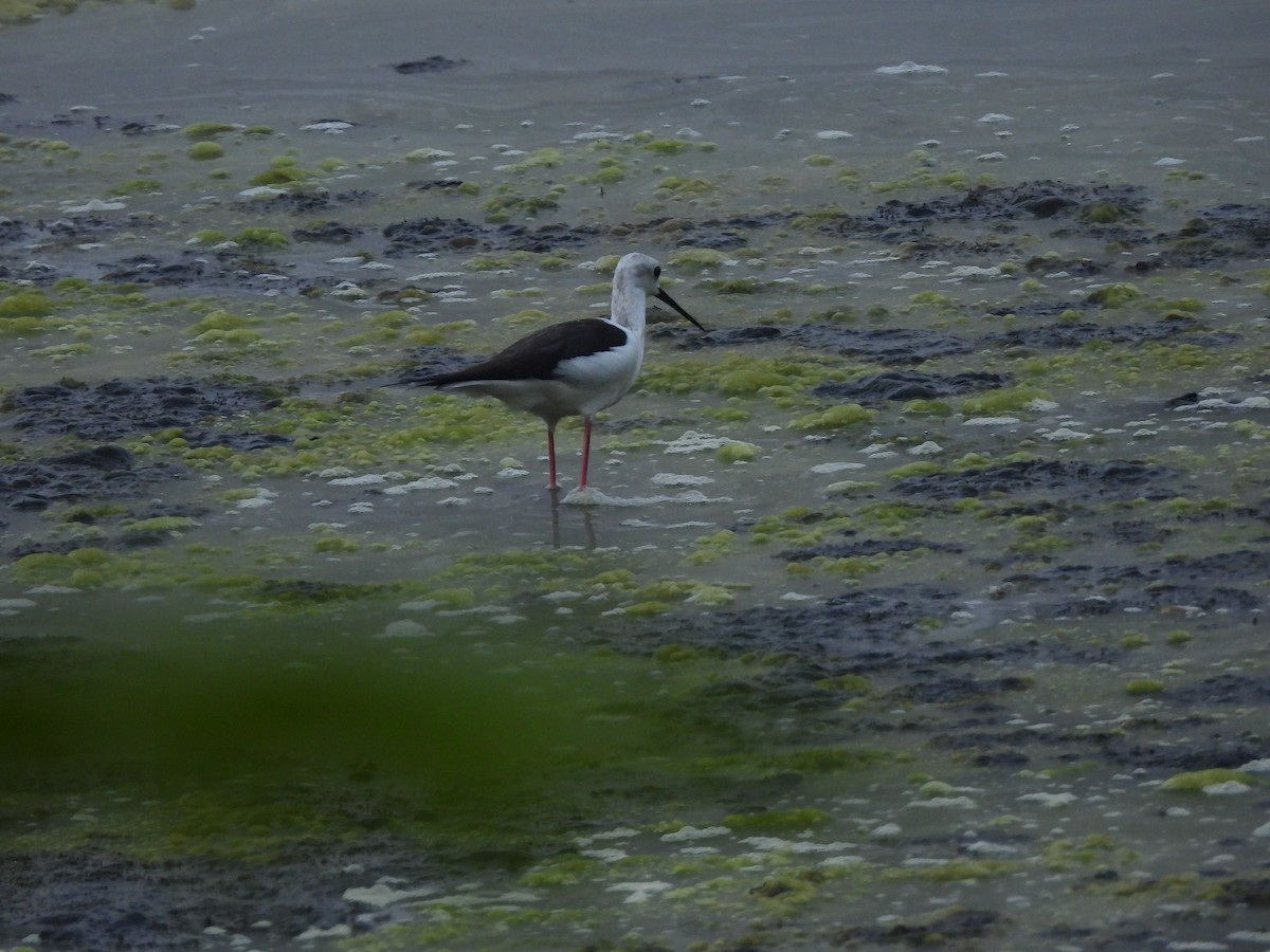 Black-winged Stilt - ML646403369